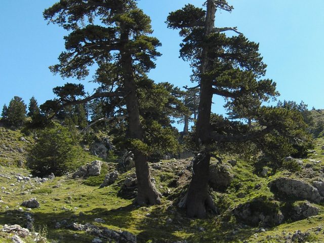 PIC01290.JPG PIC01290.JPG